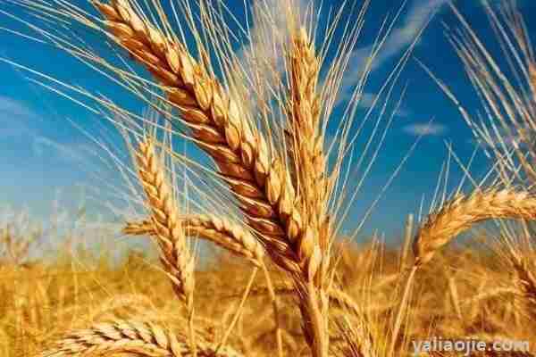 新植9号小麦品种